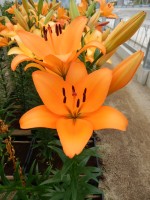 [4063 Dunes No02.JPG]